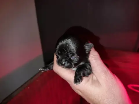 Chihuahua  Chiot 1 Of Little Dog'S Paradise