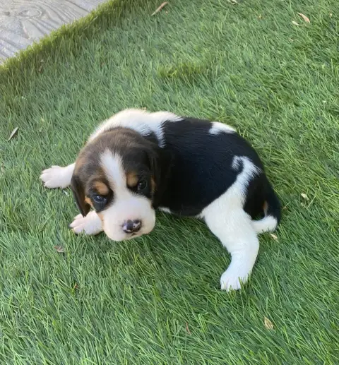 Beagle  Bambi De Marcoutel photo 2