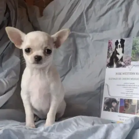 Chiots Chihuahua Poil Court
