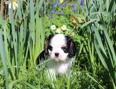 Cavalier King Charles Spaniel  Chiot N°2 photo 2