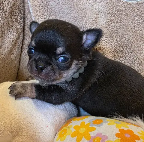 Chihuahua  B........ Des Muses Du Haut Forez