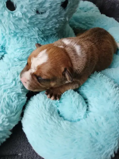 Staffordshire Bull Terrier  Chiot N°1 The World Of An c482b photo 3