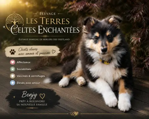 Shetland Sheepdog  Benjy Des Terres Celtes Enchantées 55c23