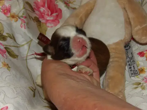 Shih Tzu  Chiot N°5 Du Paradis D'Indiana