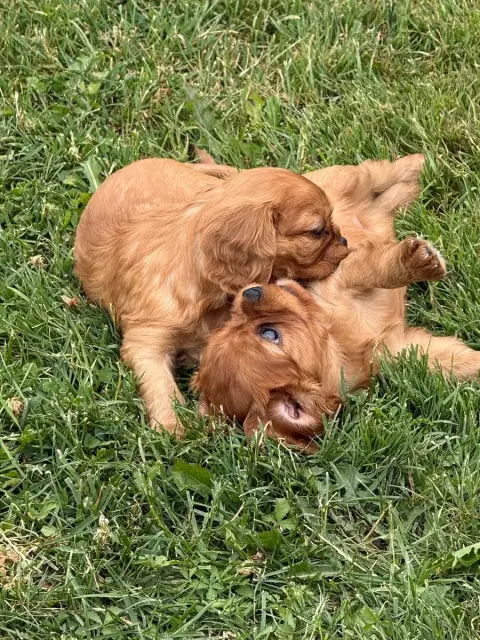 Cavalier King Charles Spaniel  Chiot N°1 Des Eternels bdbf2