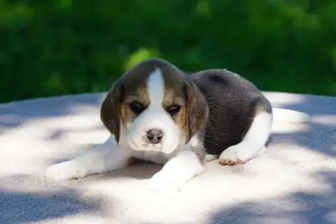 Beagle  Chiot N°5 Forgiveness American Dog photo 2