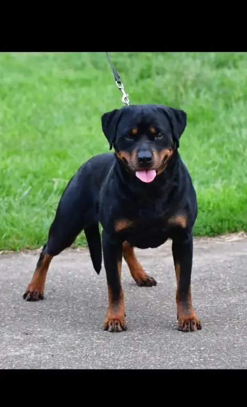 Rottweiler  Buck De La Tribu De Rottweil photo 3