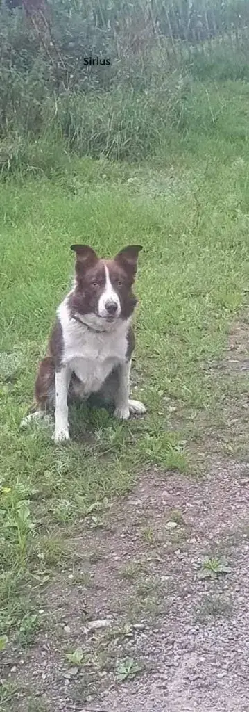 Border Collie  Armor Bro Glazik Tropell photo 2