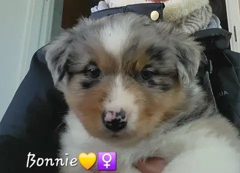 Berger Australien  Bonnie
