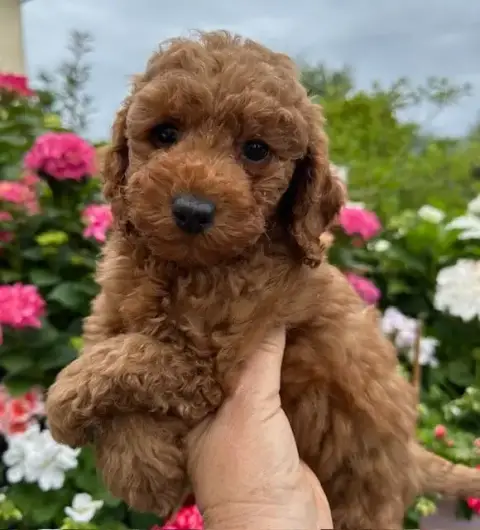 Caniche  Male Nain Fauve Del Rey Rakashi