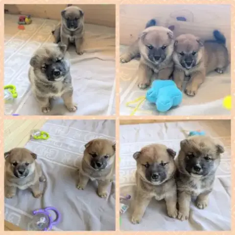 Adorables Chiots Shiba Lof Dispo 14/7, Père Japon