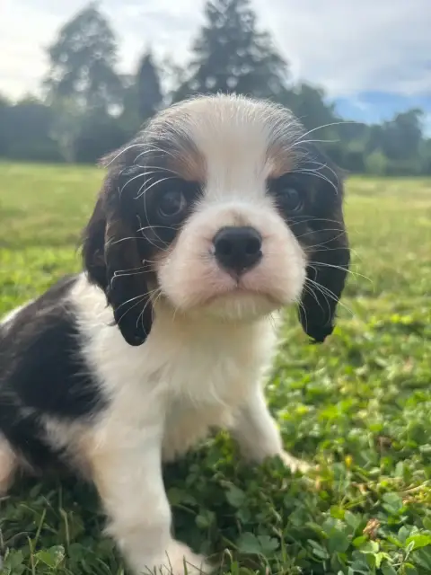 Cavalier King Charles Spaniel  B.....