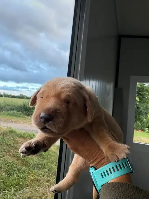 Labrador Retriever  Chiot N°6 De La Mare De L’Oraille 91332