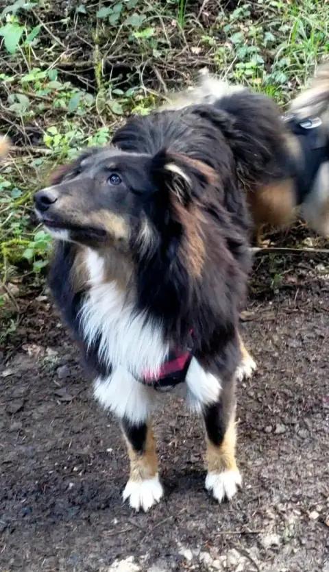 Shetland Sheepdog  Arel Of Chiprey'S Hamlet photo 2