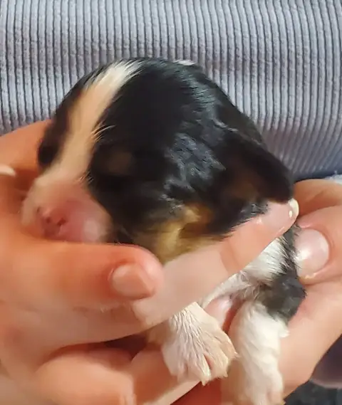 Cavalier King Charles Spaniel  Chiot N°7 Du Domaine D ba7d4