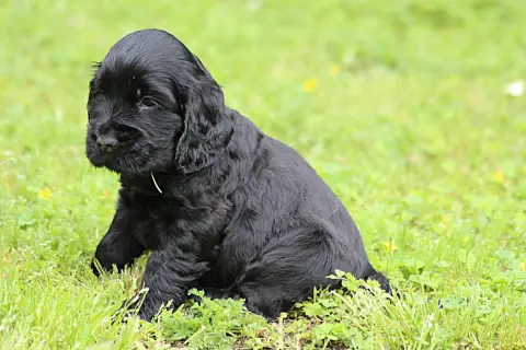 Cocker Spaniel Anglais  Chiot N°6 Du Parfum De Vanill 07762 photo 3