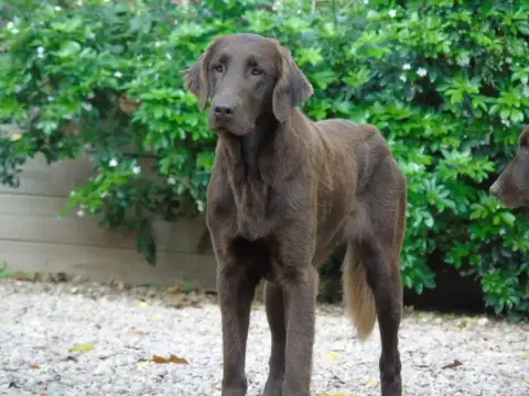 Flat Coated Retriever  Monsieur Noir Collier Rouge Du 34f5f photo 3