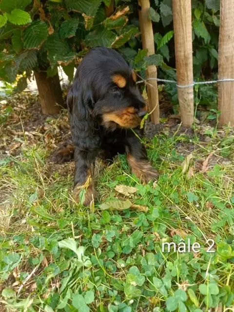 Cocker Spaniel Anglais  Chiot N°2 Des Pres Flamands 06e1a photo 2