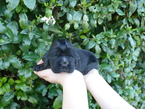 Cocker Spaniel Anglais  Chiot N°5 photo 2
