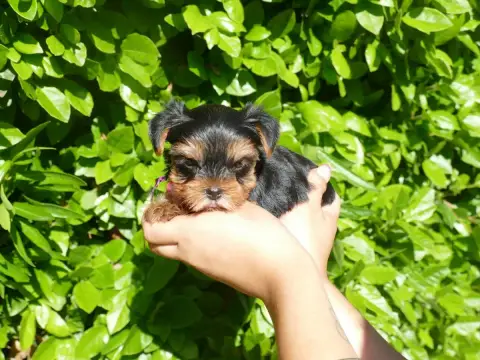 Yorkshire Terrier