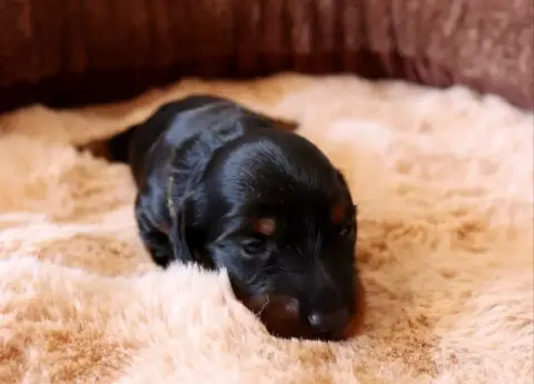 Teckel Poil Long  Chiot 4 Sweet Little Roses