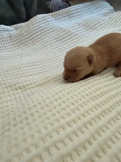 Scottish Terrier  Chiot 4 Froment Caramel Just For Me 65e9c photo 2