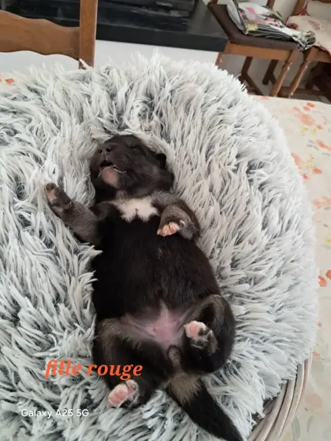 Chien Finnois De Laponie  Portée "Bayou" -