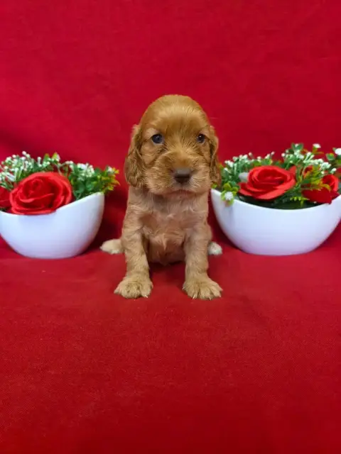 Cocker Spaniel Anglais  B........... Du Domaine De St e7dea photo 3