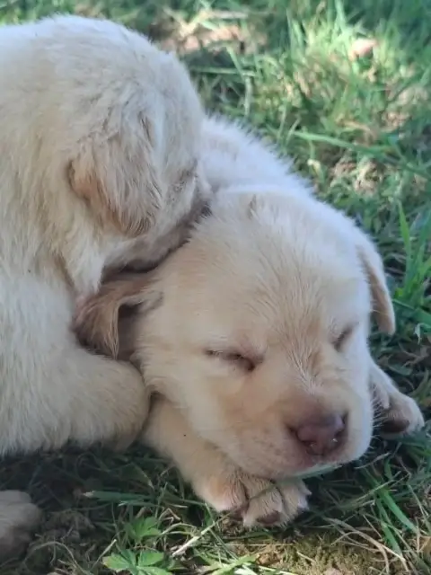 Labrador Retriever  Chiot 7 Des Douceurs De Plume