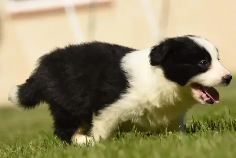 Border Collie  Chiot N°3 Des Collines De Sagne photo 3