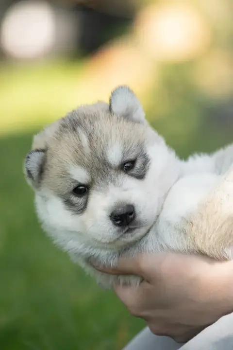 Siberian Husky  Bunny Zorsky photo 3
