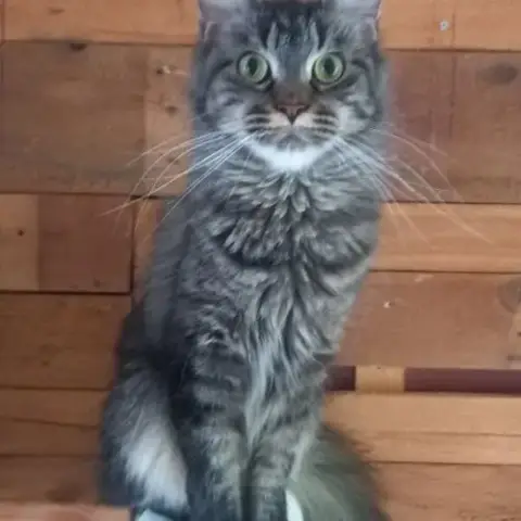 Chat Maine Coon
