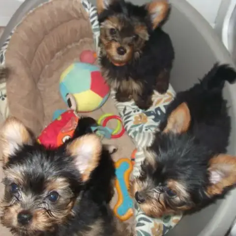 Chiot Yorkshire Terrier