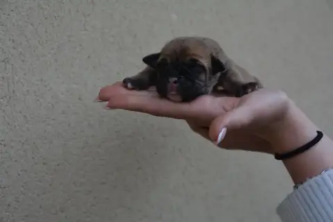 Bulldog Continental  Chiot 5 Du Haut De La Girauderie f4135