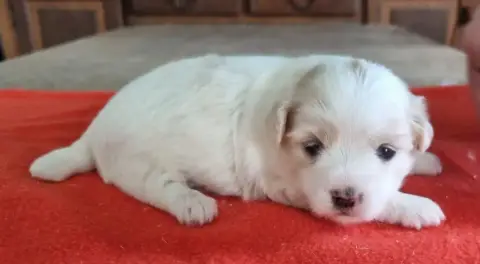 Coton De Tulear  Chiot N°2 Des Hirondelles Du Voyage b731f photo 2