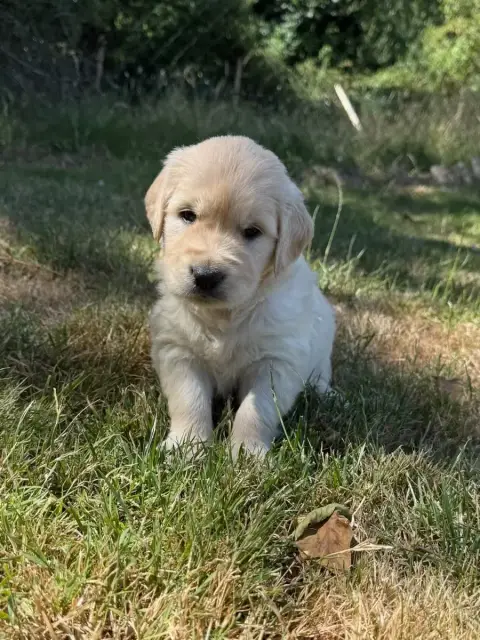 Golden Retriever  Chiot N°5 Du Moulin De Madjurie