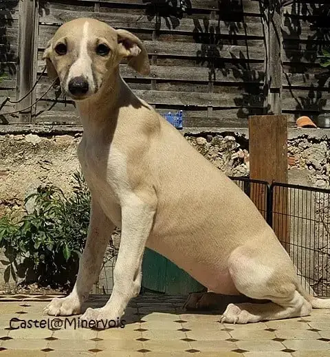 Whippet  Betty Bop Du Castel Minervois photo 2