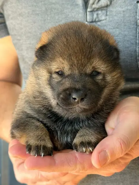 Shiba photo 3
