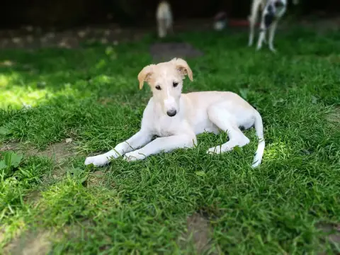 Barzoi  B.B