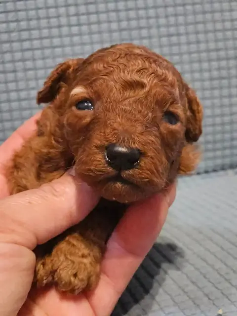Caniche  Chiot N°4 De L'Angelarde