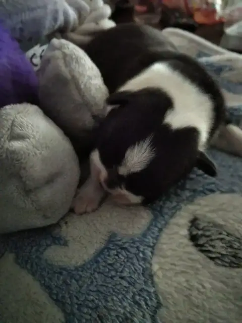 Boston Terrier  Chiot 2