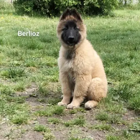 5 Chiots Tervueren À Réserver