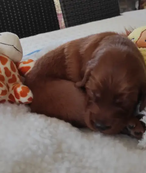 Setter Irlandais Rouge 
                        Chiot af4c3 photo 2