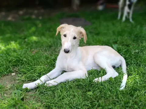 Barzoi  B.B photo 3
