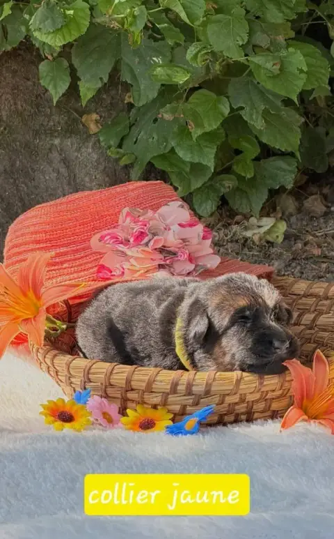 Berger Allemand  Chiot 5 Du Clos De La Chanson