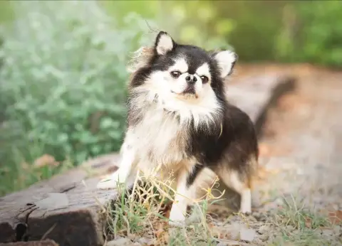 Chihuahua  Chiot N°1 Lou Crozia photo 3