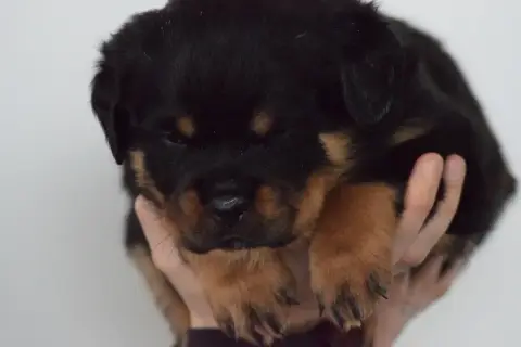 Rottweiler photo 3