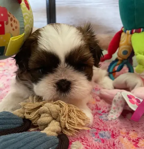 Shih Tzu  Alya My Love De La Nuit Etoilée De Méline 03e2c photo 2