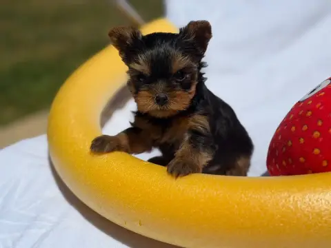Yorkshire Terrier  Chiot N°3 Du Moulin De Madjurie photo 2