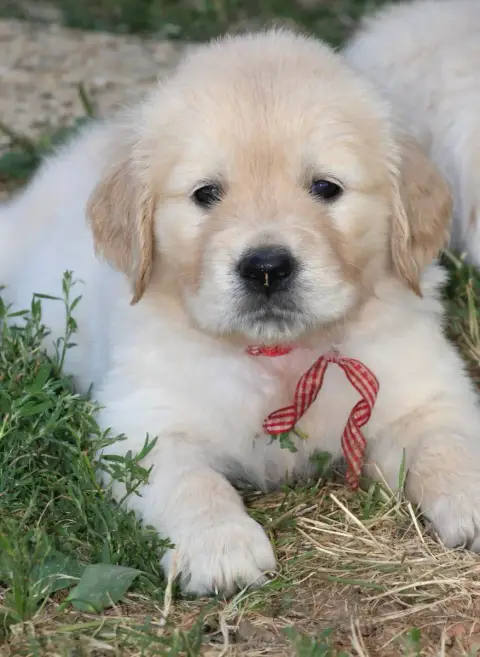 Golden Retriever  Miss Rouge Des Grenouillettes Du Ve 2f2b3